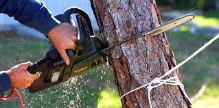 Best Tree Health Inspection  in Doe Valley, KY