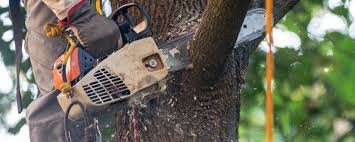 Doe Valley, KY Tree Services Company