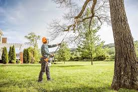 Best Tree Cabling and Bracing  in Doe Valley, KY