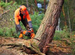 Best Utility Line Clearance  in Doe Valley, KY