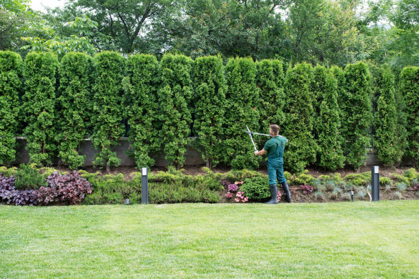 Best Fruit Tree Pruning  in Doe Valley, KY