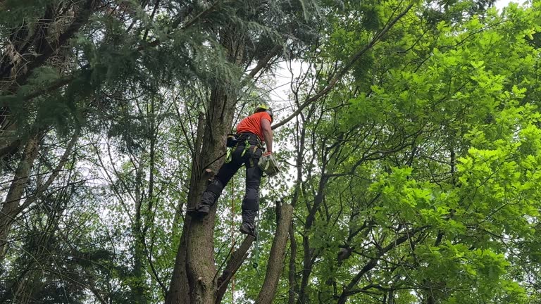 Best Tree Removal  in Doe Valley, KY