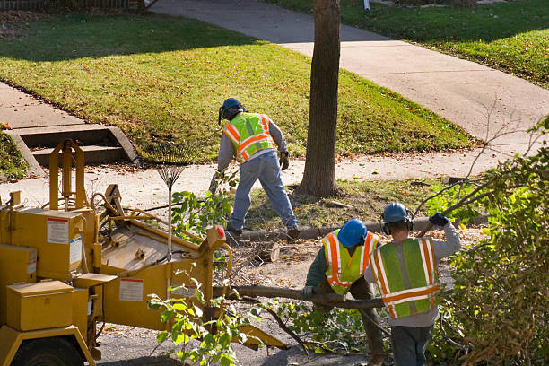 Best Stump Grinding and Removal  in Doe Valley, KY