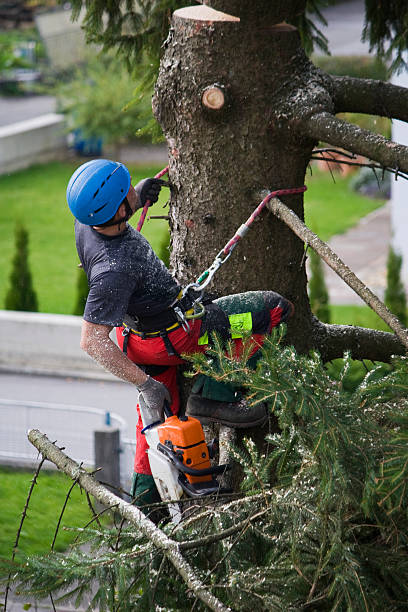 Best Aeration Services  in Doe Valley, KY