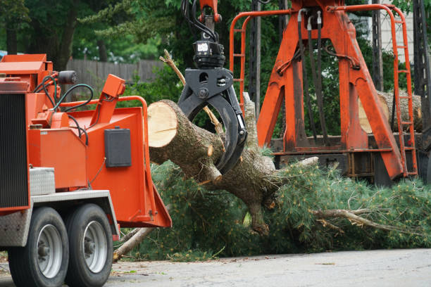 Best Tree Trimming and Pruning  in Doe Valley, KY