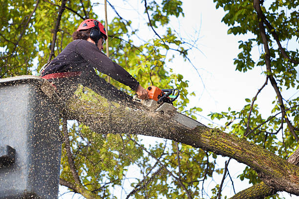 Best Hazardous Tree Removal  in Doe Valley, KY